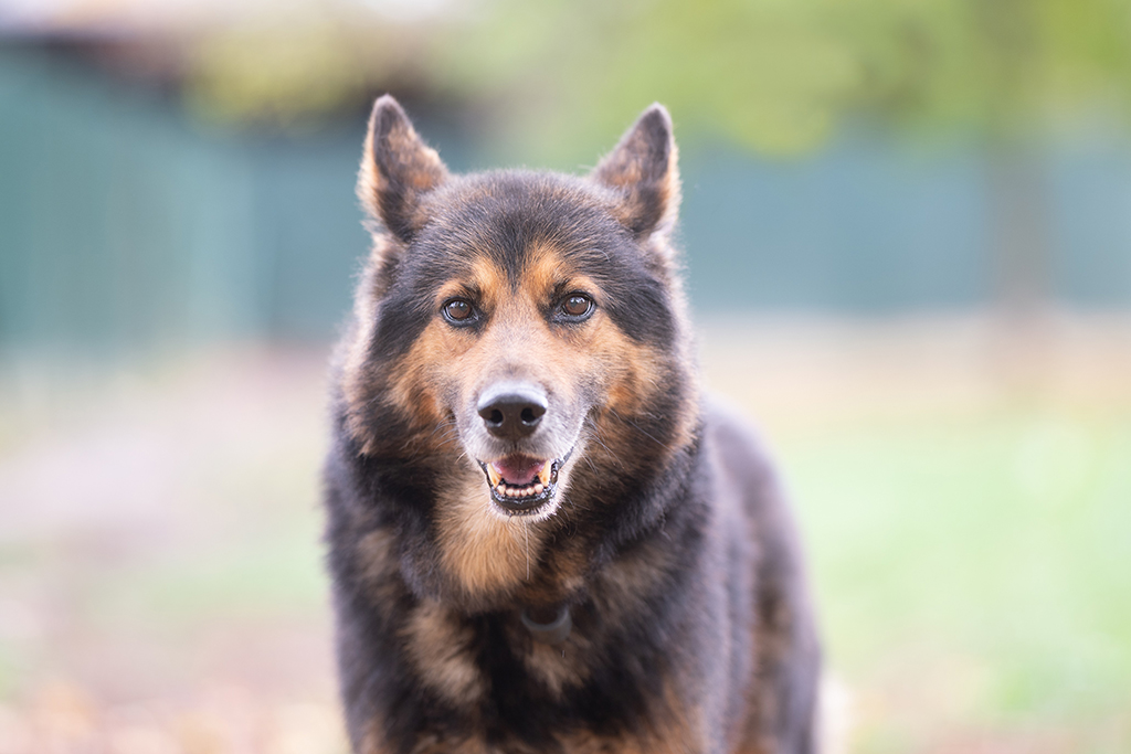 Hund Arko
